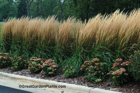 What a stunning screen this ornamental grass makes!!! "Feather Reed Grass" | Privacy landscaping ...