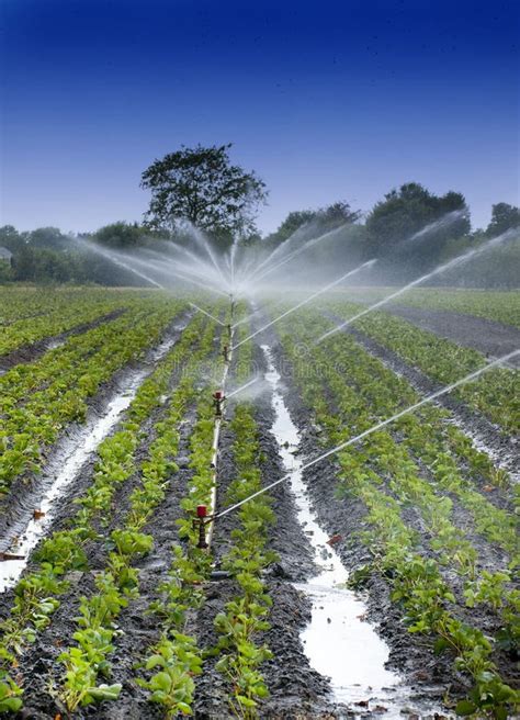 Water crops irrigation stock image. Image of spraying - 20592011