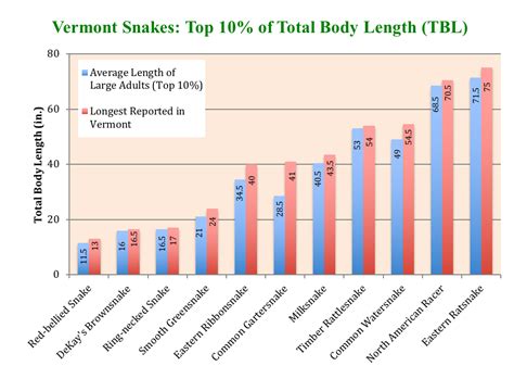 Relative lengths of Vermont snakes | Vermont Reptile and Amphibian Atlas