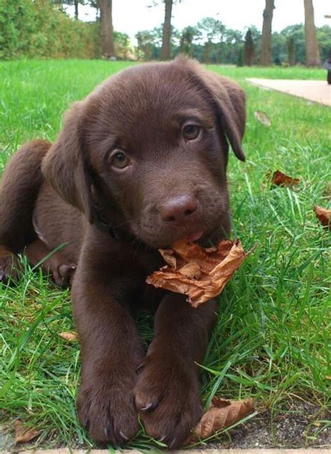 14 Reasons To Avoid Labradors At All Cost!