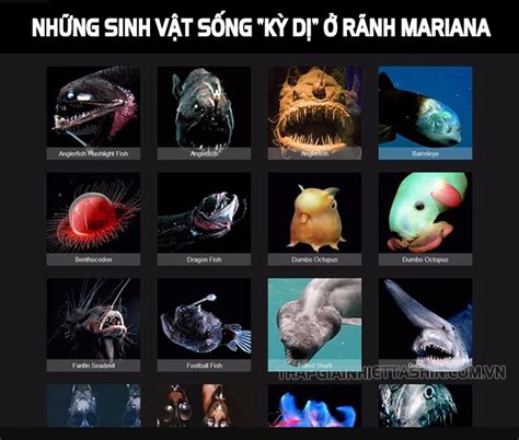 #11 bí ẩn rãnh Mariana nơi sâu nhất Trái Đất - Có thể bạn chưa biếtTháp ...