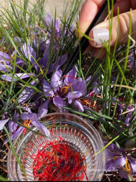 How to Grow Saffron at Home • The Garden Glove