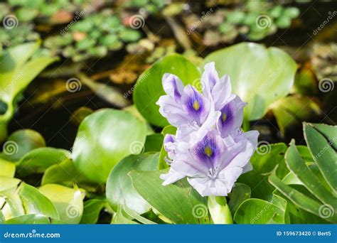 Water Hyacinth Pond Hyacinth Stock Photo - Image of lake, freshness ...