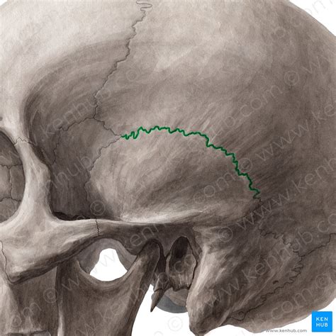 Squamous suture: Anatomy and function. | Kenhub