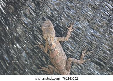 Brown Lizard Tropical Species Stock Photo 781143352 | Shutterstock