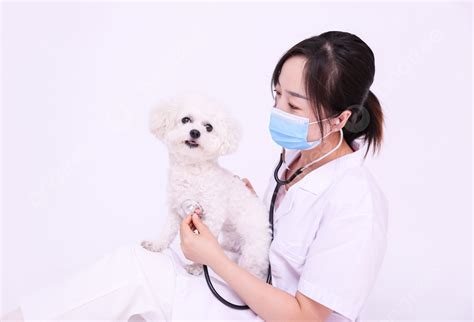 Pet Doctor Cute Pet Dog Health Care Bichon Photography Map With Pictures Background, Doctor And ...