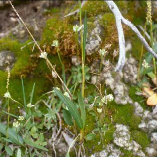 Close-up photograph of plants and microhabitat for Parnassia kotzebuei ...