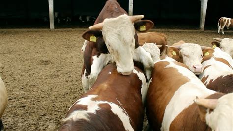 ranch farm cattle mating season Stock Footage Video (100% Royalty-free) 12686072 | Shutterstock