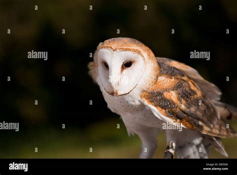 Barn owl at a birds of prey show ready to take off Stock Photo - Alamy