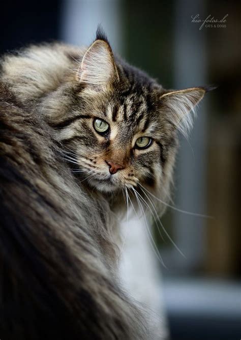 9 Tailless Cat Breeds And Their Features - Cats In Care