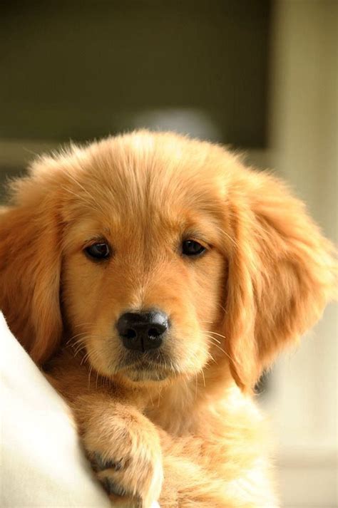 Orange Golden Retriever Puppies - Pupherd