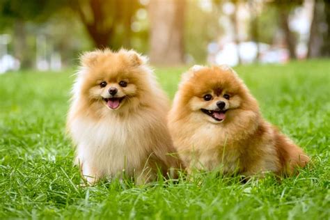 How Much Does a Pomeranian Cost? (2024 Price Guide)