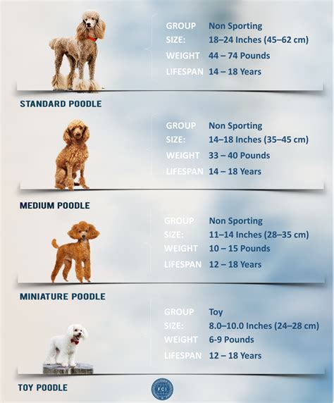 Types of Poodle: Dog Breed Information - HubPages