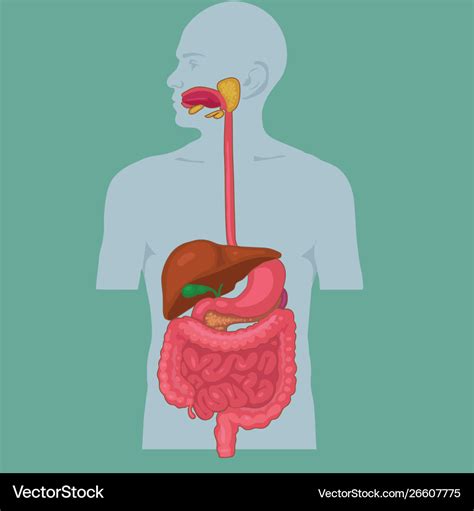 Human digestive system Royalty Free Vector Image