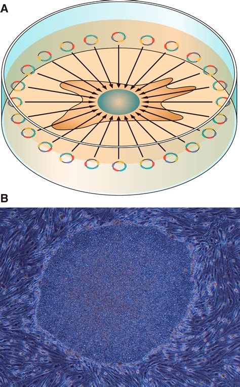 Induced Pluripotent Stem Cells and Their Use in Human Models of Disease ...