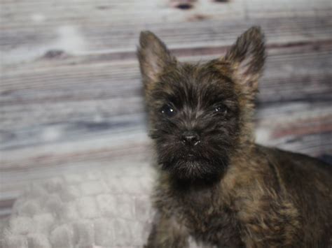 Cairn Terrier-DOG-Male-BLK BRINDLE-2740270-Pet City Houston