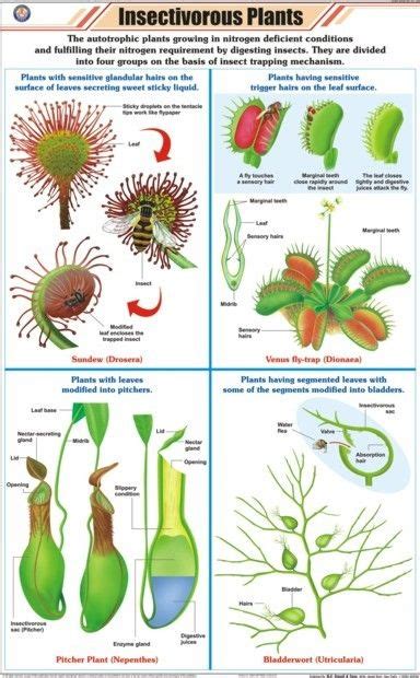 Pin by Tadpole on major project | Insectivorous plant, Carnivorous plants terrarium, Plants