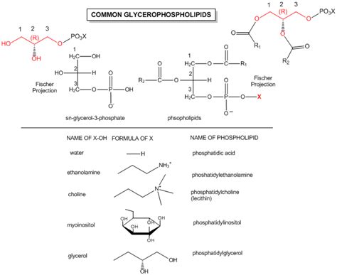 1.1C: Glycerophospholipid and Sphingolipids - Biology LibreTexts