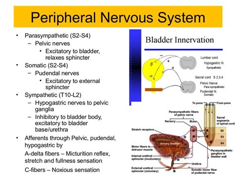 Neurogenic Bladder