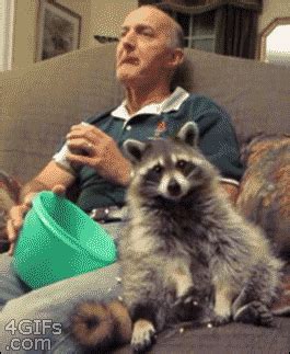 Raccoon Eating GIF - Find & Share on GIPHY