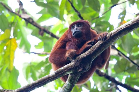 Biodiversity of the Amazon Rainforest: A Photo Essay