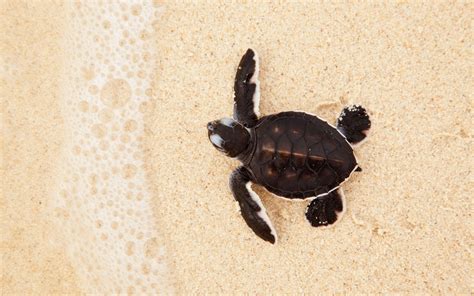 Release Sea Turtle Hatchlings in Cool Things To Do at Barbados Info | Barbados visitor ...