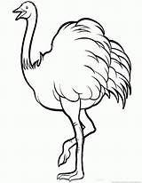 Ostrich Coloring Page Free sketch template
