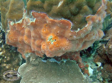 Encrusting Sponges inc. Clathria sp. - Chaloklum Diving - Koh Phangan