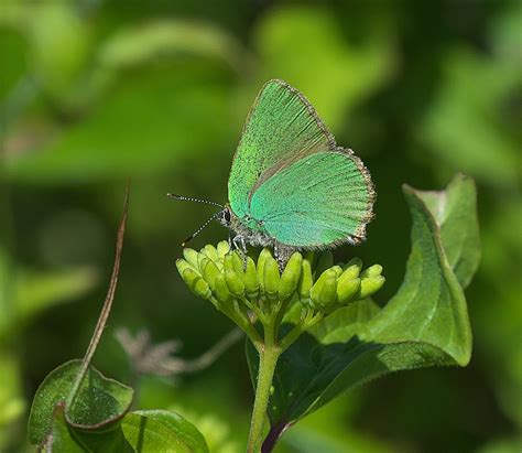 Green Butterflies Images