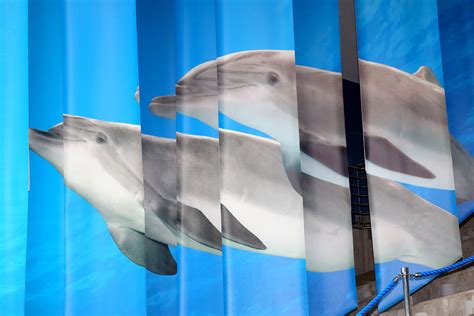 Dolphin Discovery - National Aquarium — Chad Tyler Design