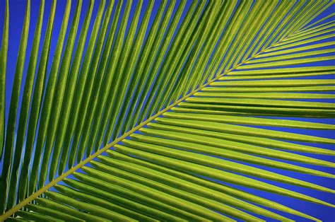 Coconut Palm Fronds Photograph by Colin Radford