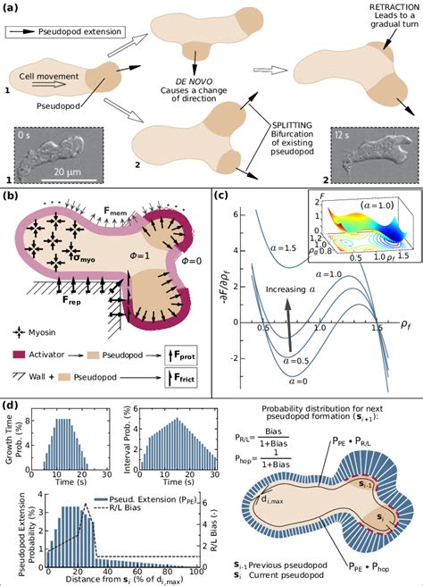 Amoeboid Motion