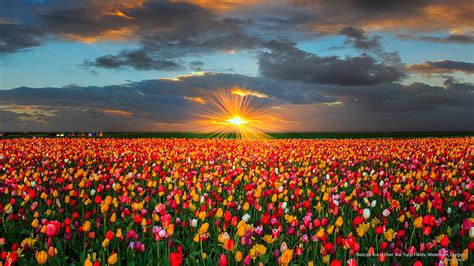 HD wallpaper: Sunrise Burst Over the Tulip Fields, Woodburn, Oregon, Flowers/Gardens | Wallpaper ...