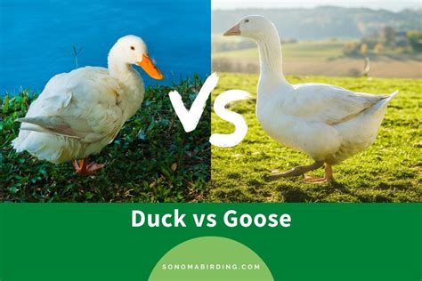 Ducks Vs. Geese: What’s The Difference? - Sonoma Birding