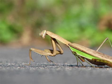 Brown and grey praying mantis on concrete surface 1895998 Stock Photo at Vecteezy