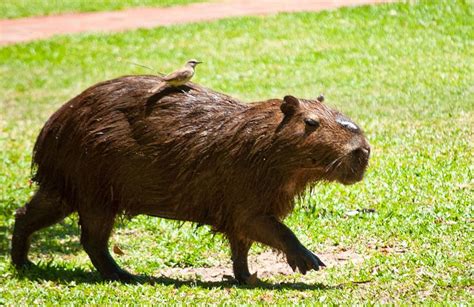 Kapibara – Wikipedia, wolna encyklopedia | Capybara, Fun facts for kids, Large cats