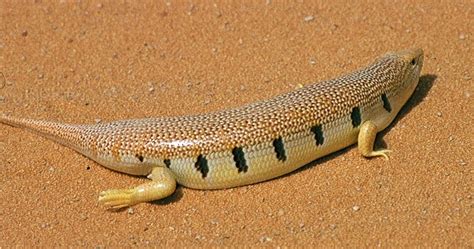 Birds of Saudi Arabia: Sandfish at Ad Dahna Sands – Record by Cliff Paterson