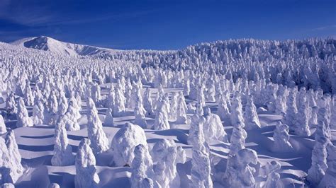 Winter landscape with snow covered trees at Mount Zaō, Yamagata Prefecture, Japan | Windows 10 ...