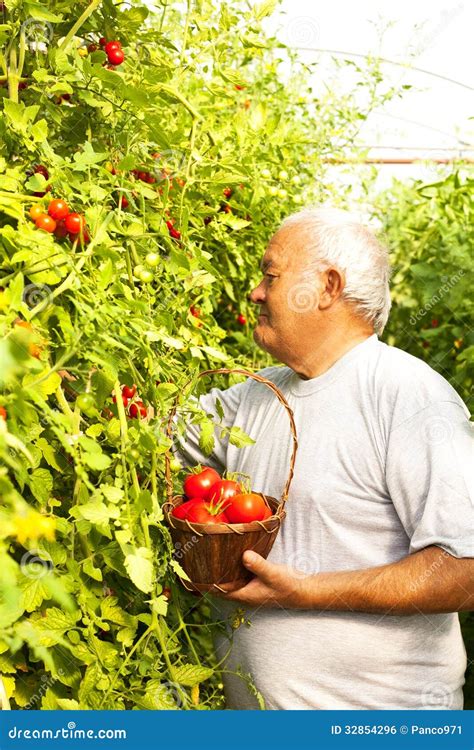 Tomato harvesting stock photo. Image of growth, sunlight - 32854296