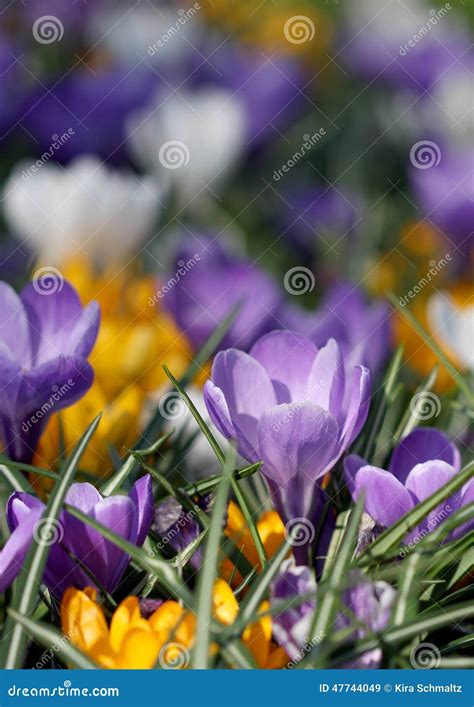 The Big Amount of Purple and Yellow Crocuses Growing in Park Stock Image - Image of amount ...