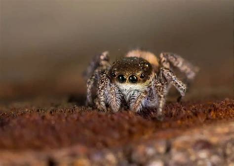 Jumping Spider Behavior - AnimalBehaviorCorner