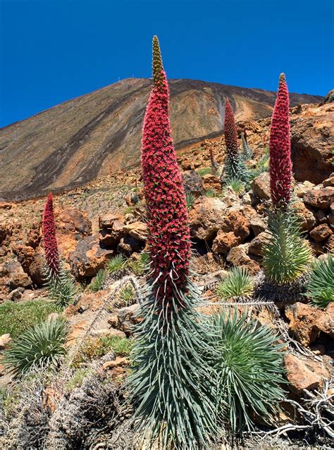 Flora and fauna of Mount Teide ~ Great Mountain