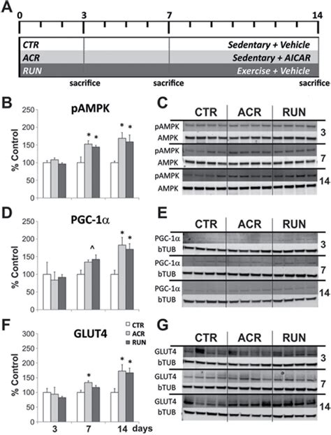 Oncotarget | Exercise-mimetic AICAR transiently benefits brain function