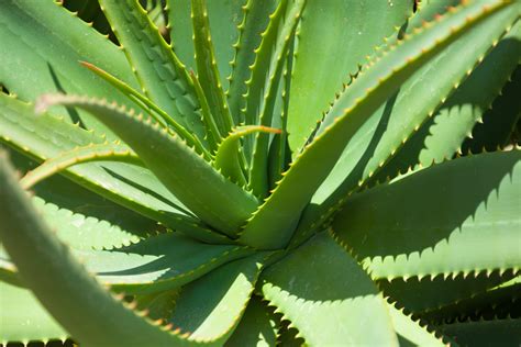 Aloe Vera Plant Free Stock Photo - Public Domain Pictures