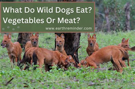 What Do Wild Dogs Eat? Vegetables Or Meat? | Earth Reminder