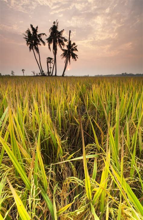 Sunrise at Paddy Field, Sekinchan. Stock Photo - Image of agriculture, padi: 56667668