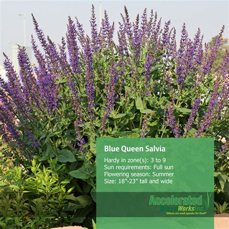 Blue Queen Salvia | Landscape, Salvia, Flower garden