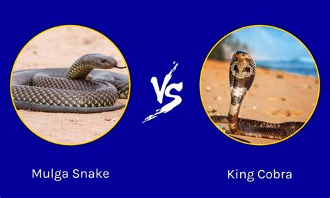 Mulga Snake vs King Cobra: อะไรคือความแตกต่าง? | Newagepitbulls