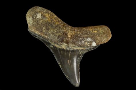 .88" Fossil Cretoxyrhina Shark Tooth - Kansas (#115642) For Sale - FossilEra.com