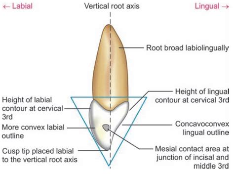 Permanent maxillary canine l tooth crown & root morphology revision for dental students - WikiDentia